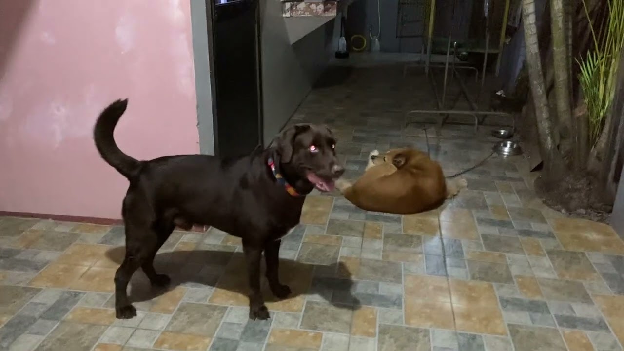 lovey and scrappy (please subscribe)