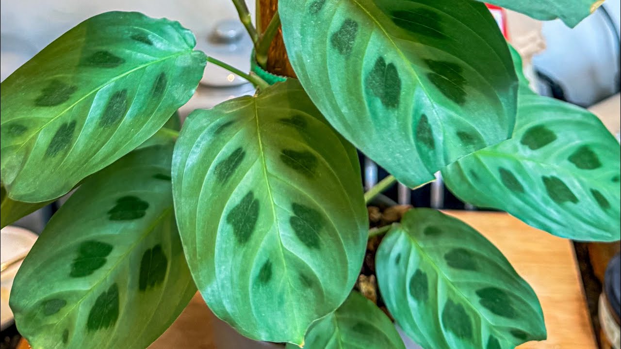 House plants part 2 