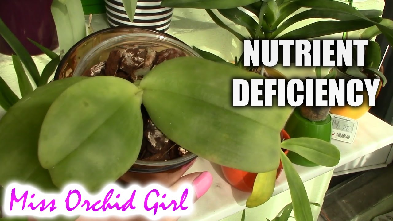 Nutrient deficiency in orchids