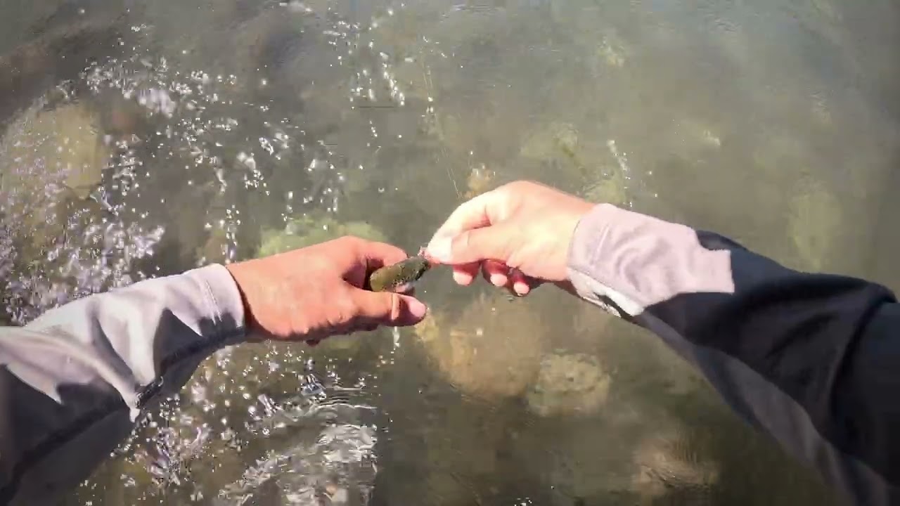 T 26 Cap 7 Artorius fly fishing. Pesca con Mosca región del Maule 