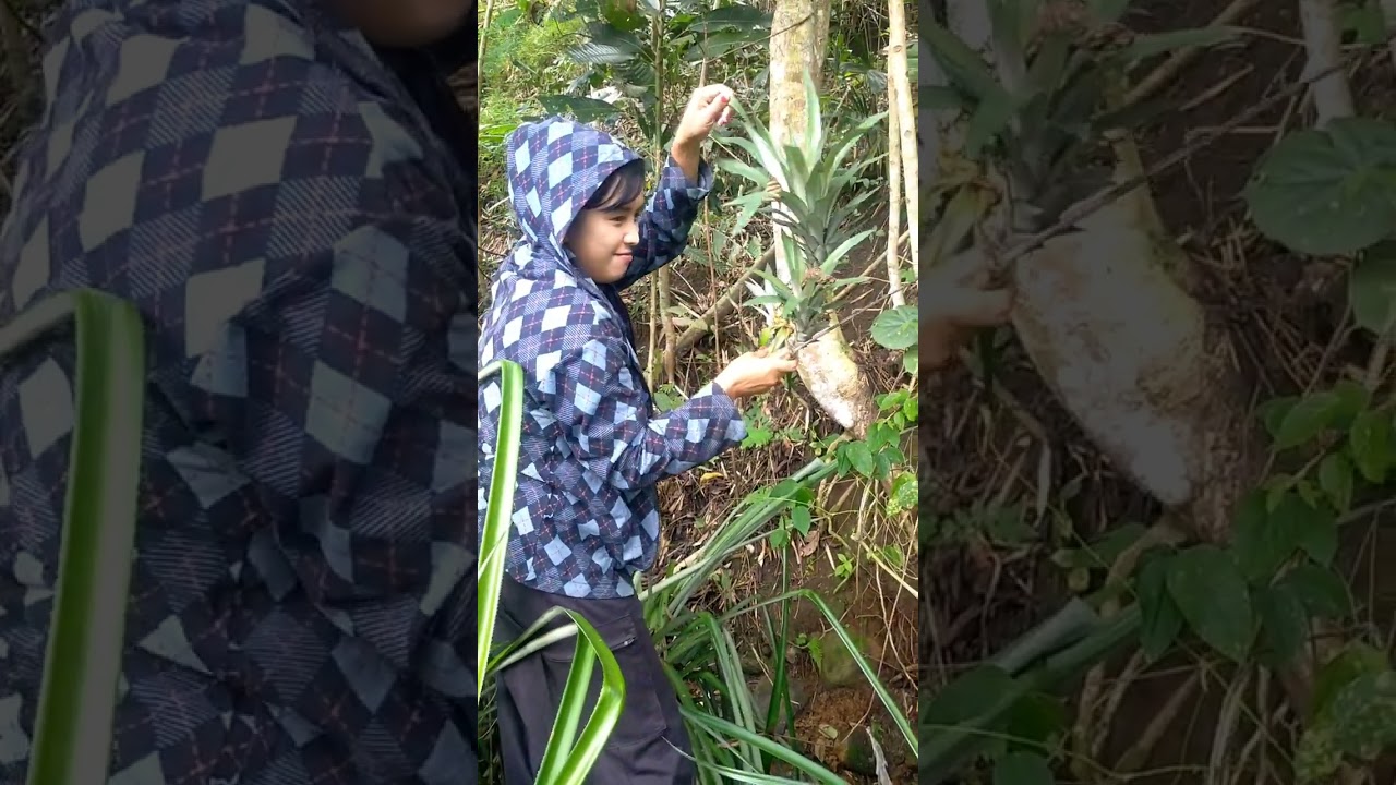 Rela kukurusukan demi kamu 🍍