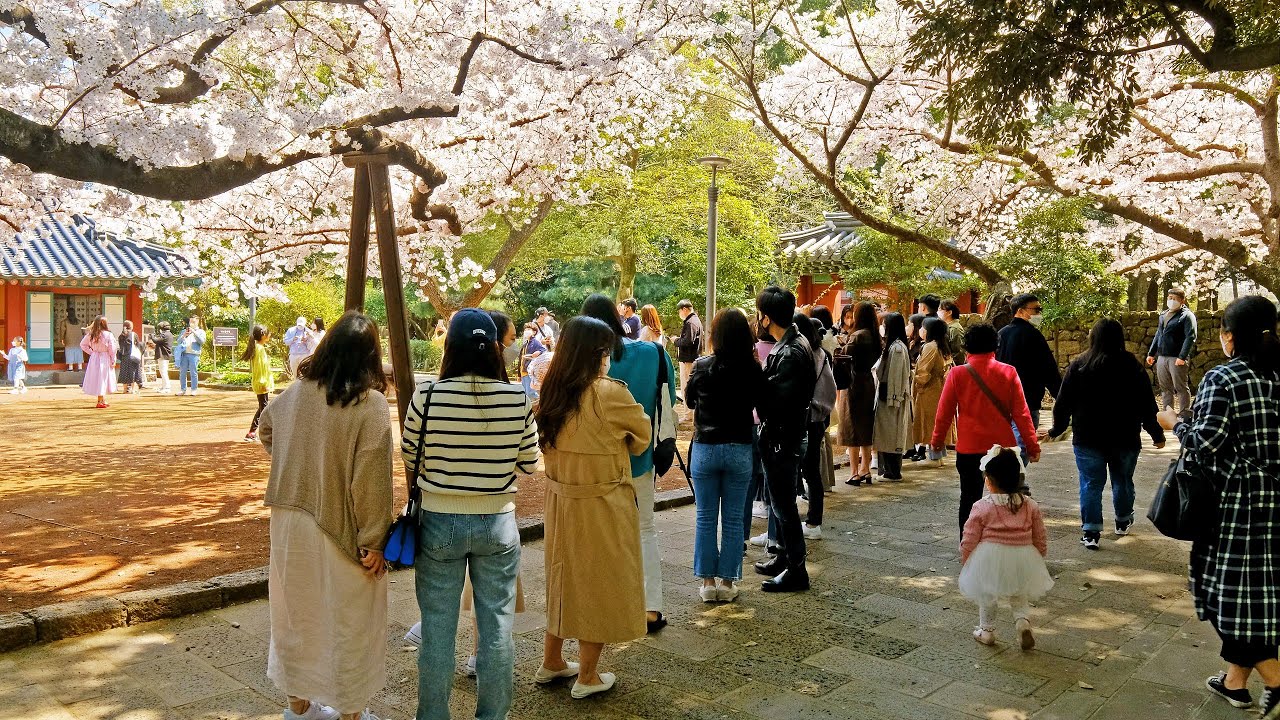 Walking on Jeju Island's Cherry Blossom Spot.