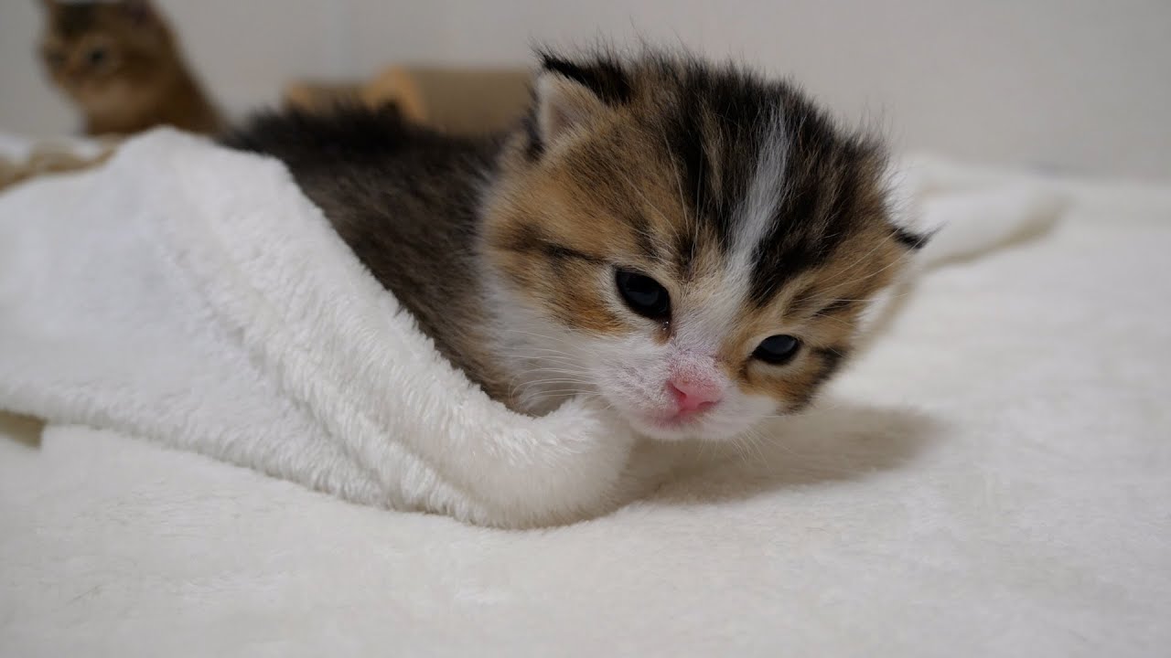 I would like to inform you about the name of Kiki's kitten!