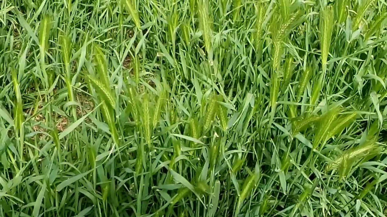 Ječmen my&scaron;&iacute; (Hordeum murinum): V&aacute;clav Kovalč&iacute;k, květen 2021