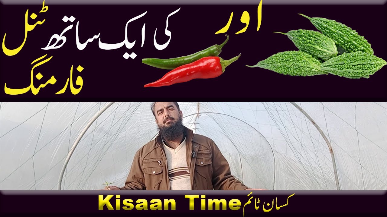karela ki kasht desi mirch ki kasht mirch ki kasht in pakistan tunnel farming kisan time کسان ٹائم