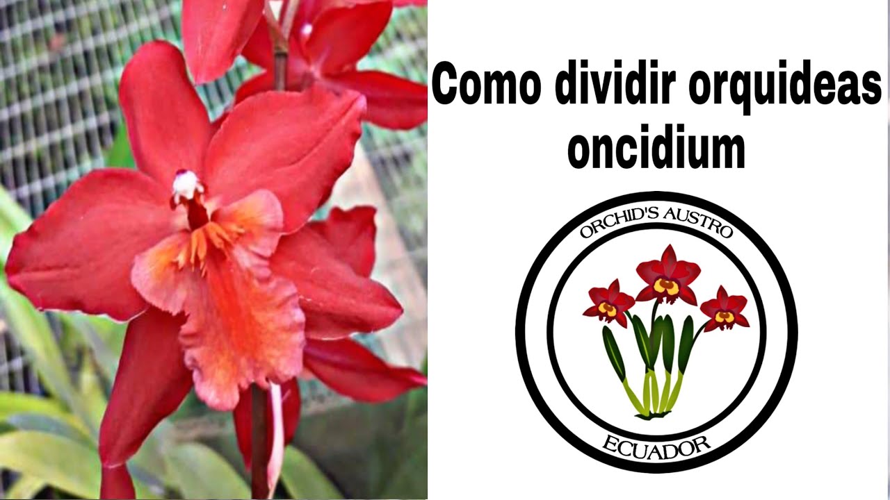 Como dividir y sembrar orquídeas (ONCIDIUM U ODONTIODAS) ORCHIDS AUSTRO ECUADOR