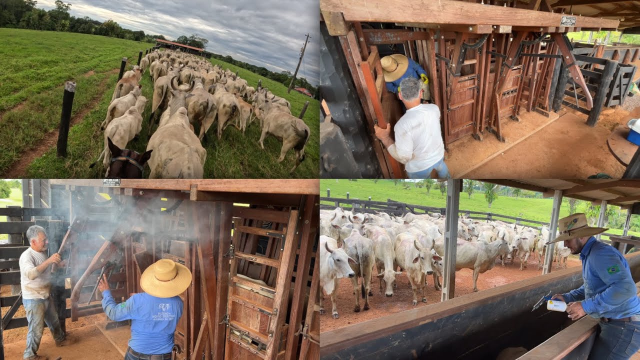 Pai e filho trabalhando juntos na fazenda! Vacinas e marcação do gado!