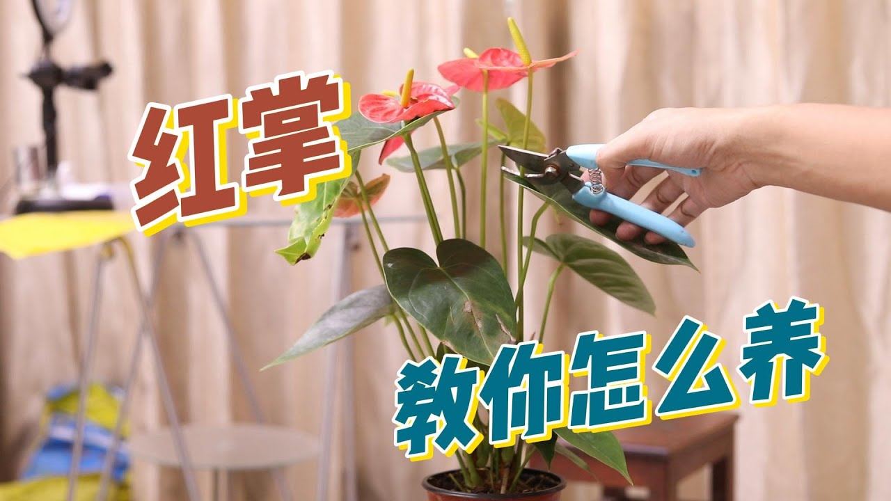红掌怎么养？园艺师教你，红掌的详细养护技巧