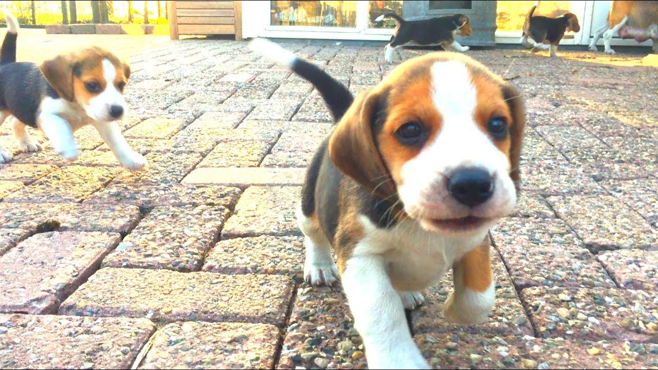 Cute Beagle Puppies Playing Outside For The First Time! Beagle Puppy Marie