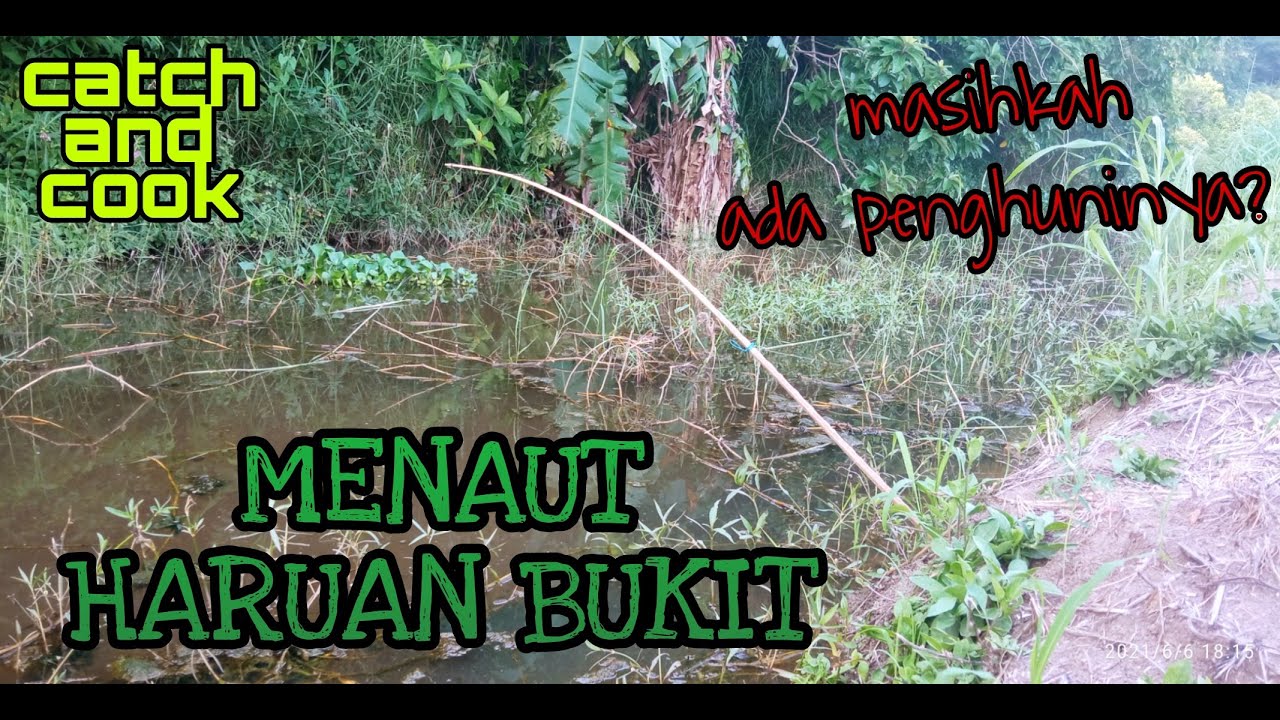 #EP206 Menaut Haruan Tepi Bukit