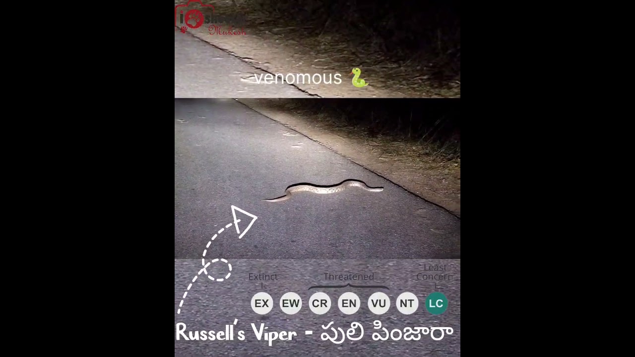 Russell's Viper | Russell's Viper Identification | Snake | Reptiles | Venomous snake