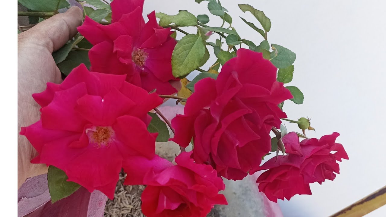 🌿Amazing Result! 🌸 Dhania Pudina Lettuce Methi Nimbu Tamatar Update