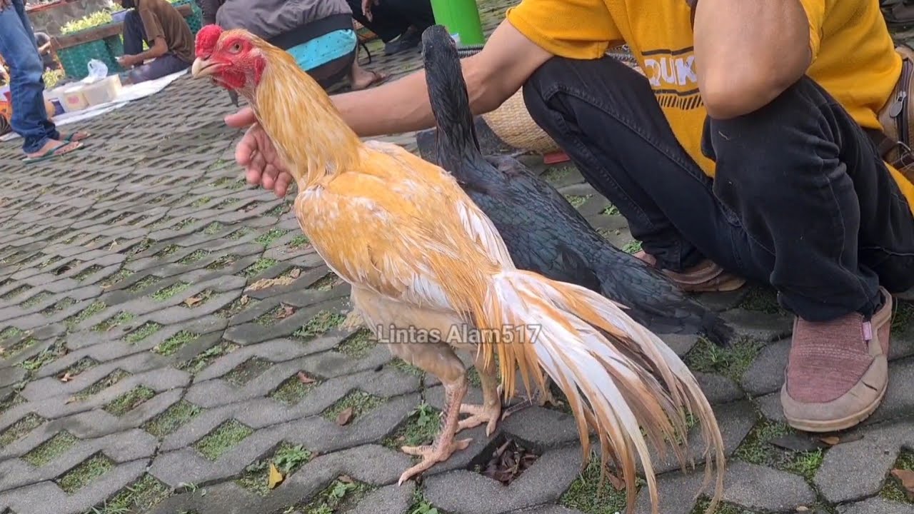 Pasar ayam BK Jatinom Klaten || Kali ini gak bikin kecewa Ada ekor lidi joss jius