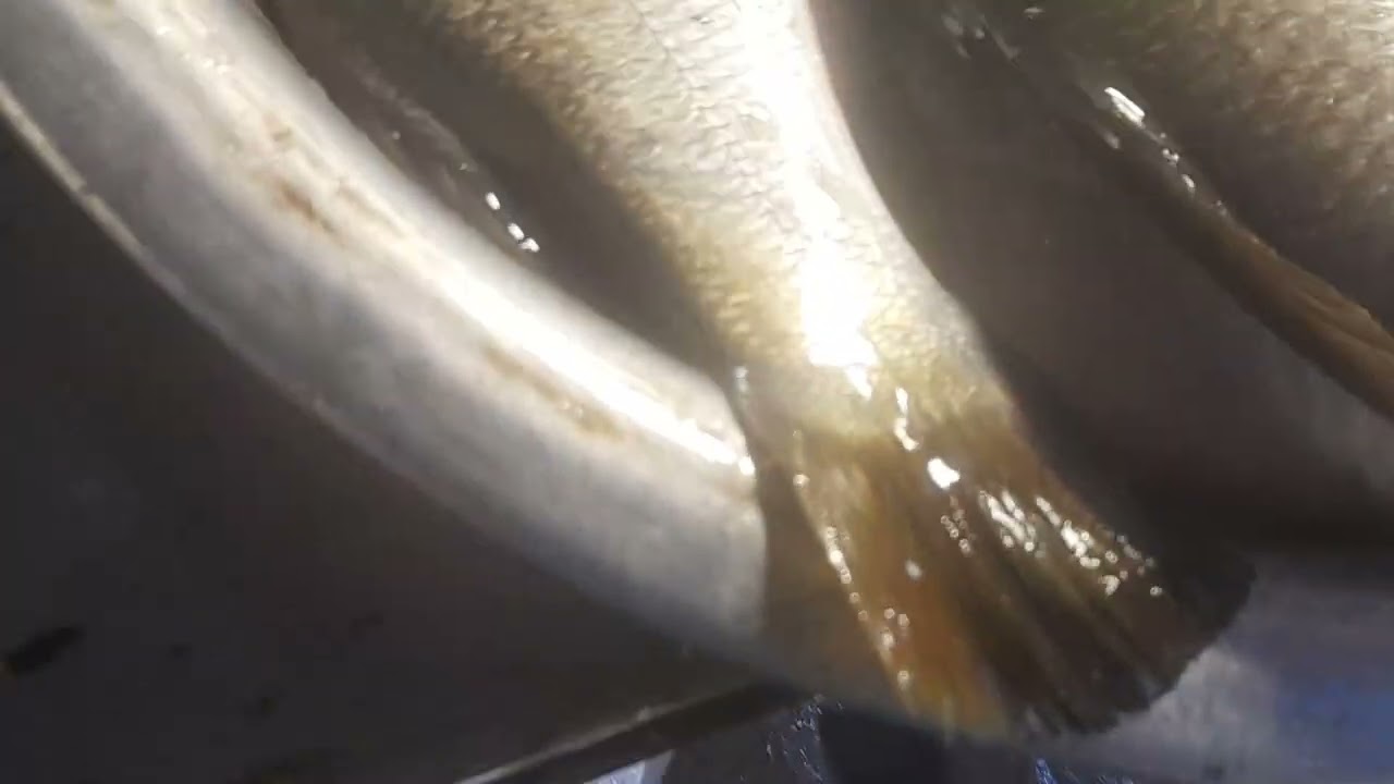 #desi fish #