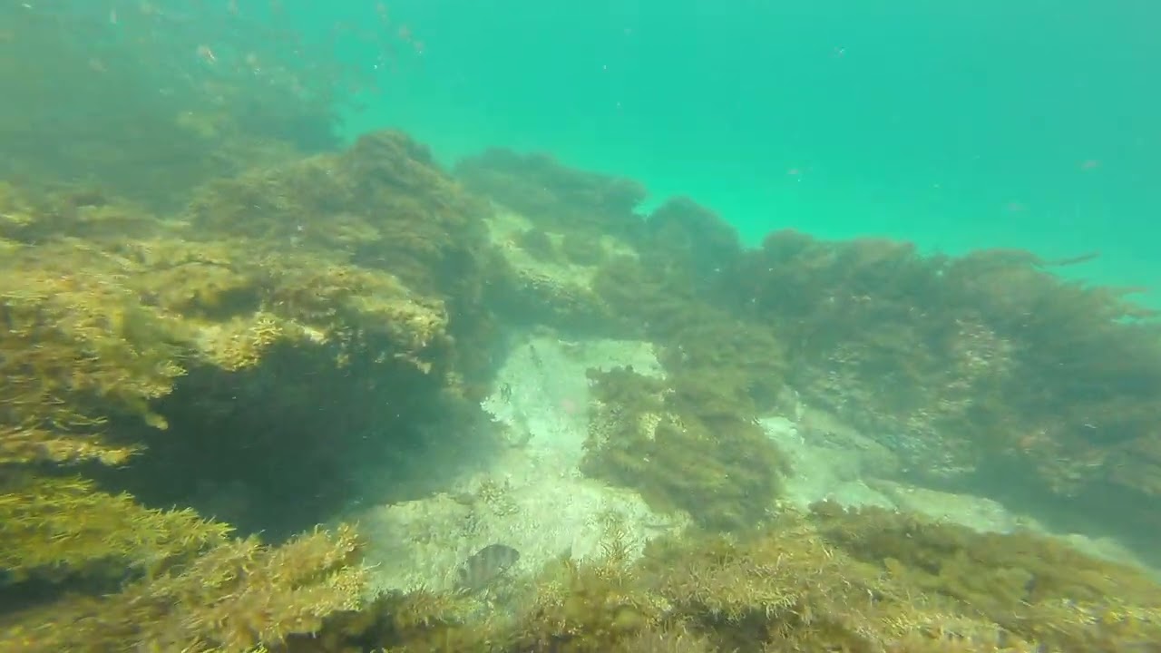 SwimSurvey GroyneReef 20260208 0800 4