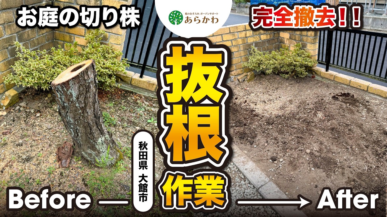 【激変】切り株を完全撤去！プロの技でお庭が生まれ変わる様子をお届け #秋田県 #庭 #庭のお手入れ #剪定 #伐採 #大館市 #スッキリ #抜根 #切り株 #撤去 #チェーンブロック #松 #紅葉