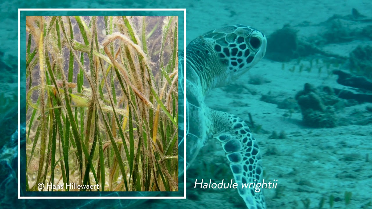 Serie sobre hábitats esenciales de peces: Las praderas de hierbas marinas / Sea grass beds