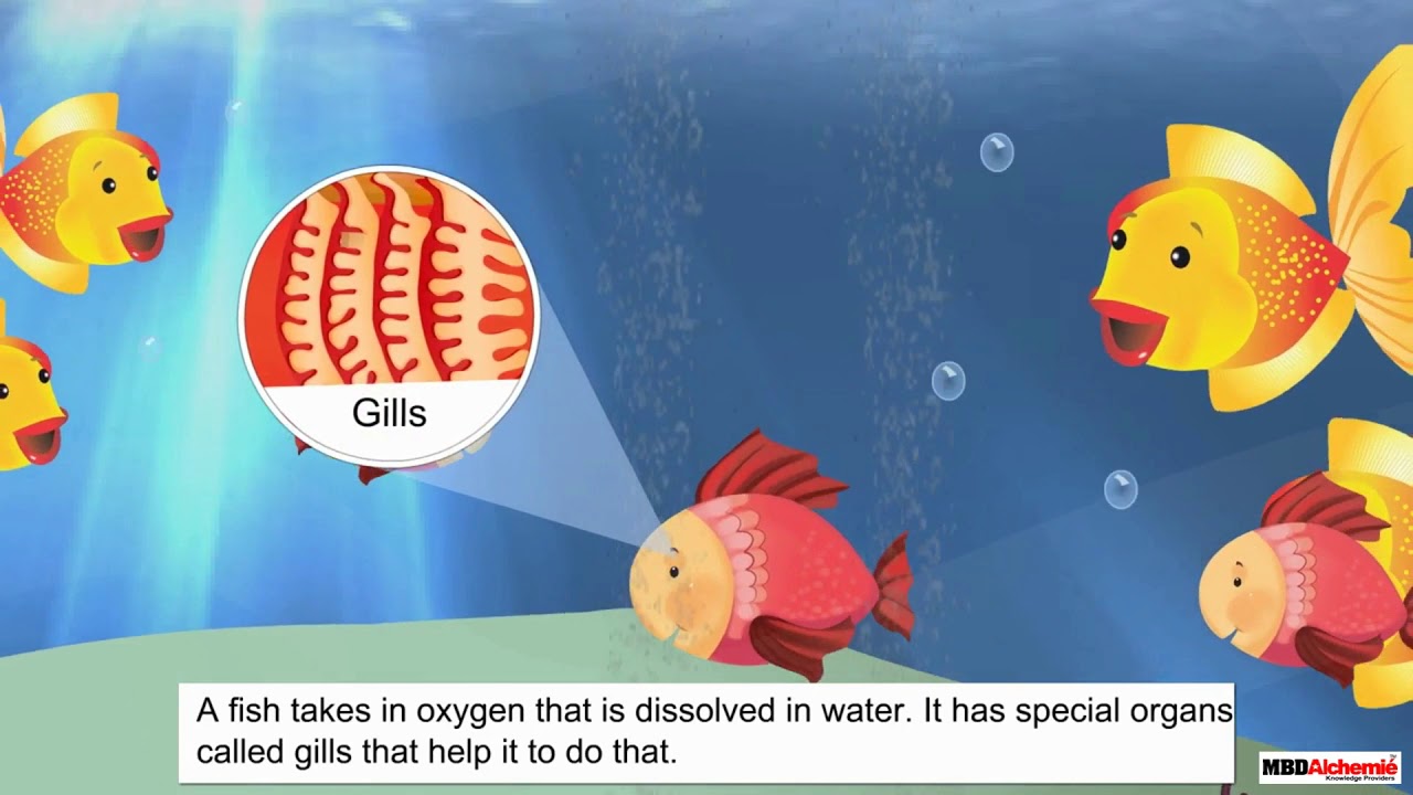Breathing in Animals | Insects | Science