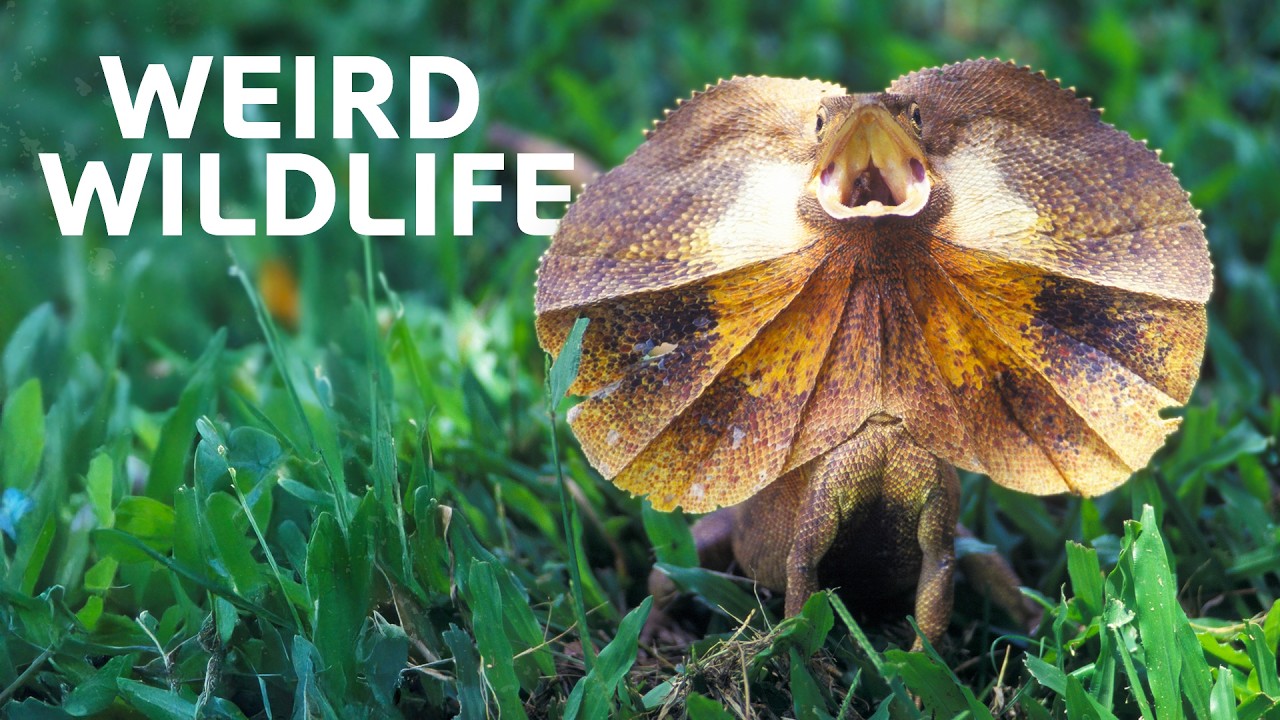 Meet The Animals With Extraordinary Survival Techniques