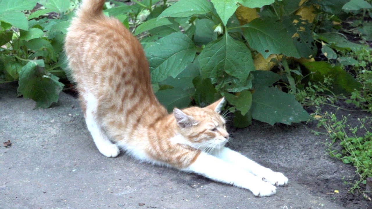 Two kittens with mother cat of Casanova cat