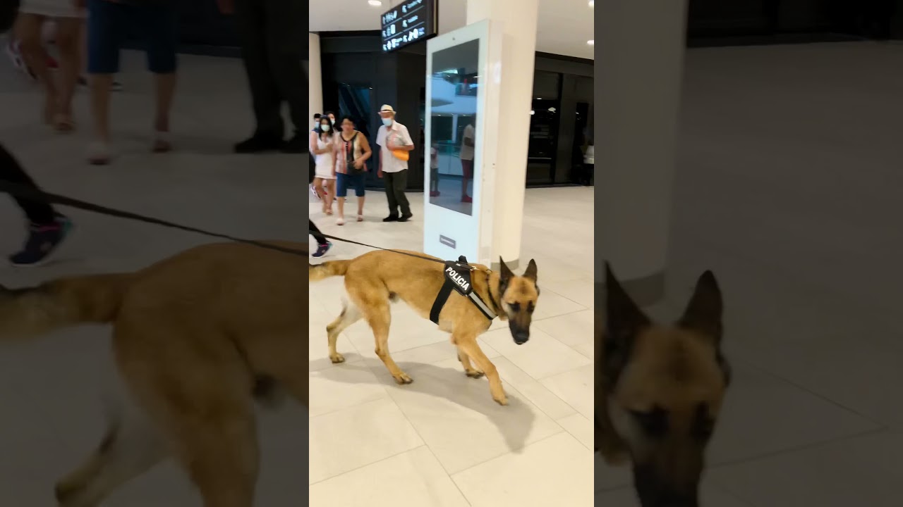 Perro Polic&iacute;a se hace viral en las redes sociales #Shorts