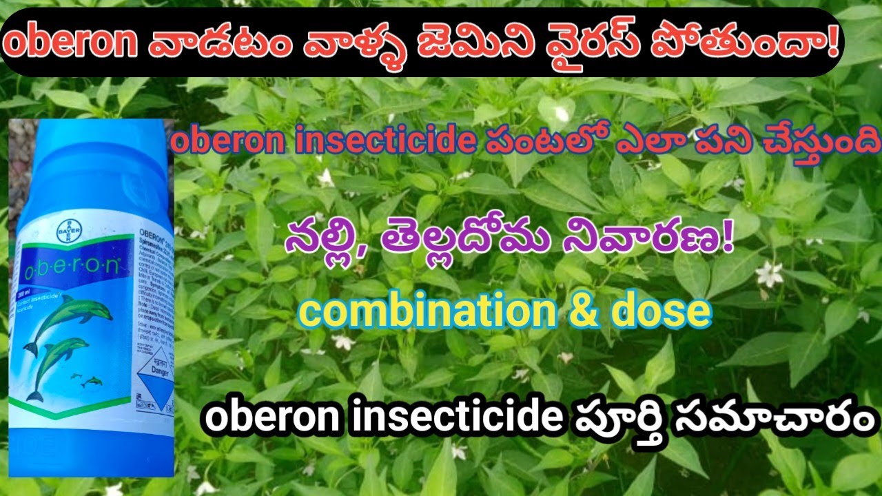oberon insecticide in telugu | bayer oberon insecticide | oberon combination | spiromesifen 22.9%