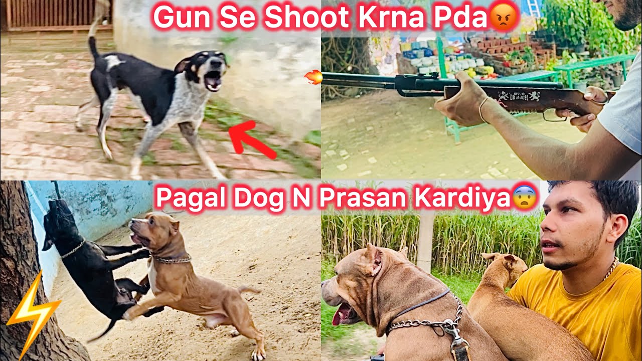 EK Pagal Dog N Prasan Kardiya😨Muja Or Mera Dogs Ko😰Gun Se Shoot Kiya😡