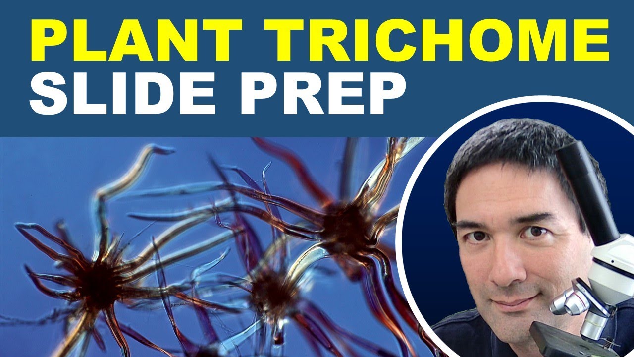 🔬 Trichomes under the microscope and other topics!