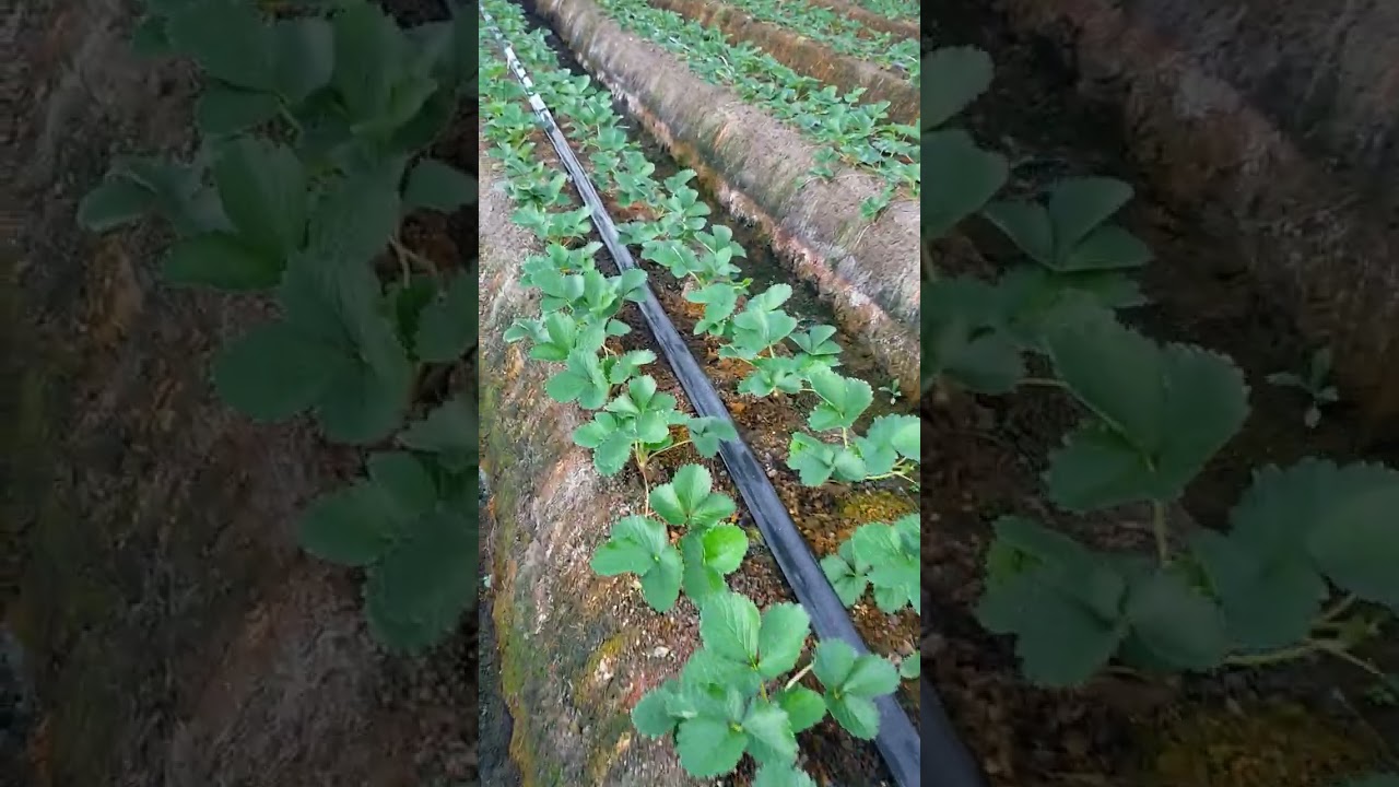 #farm It will grow..#japanfarming