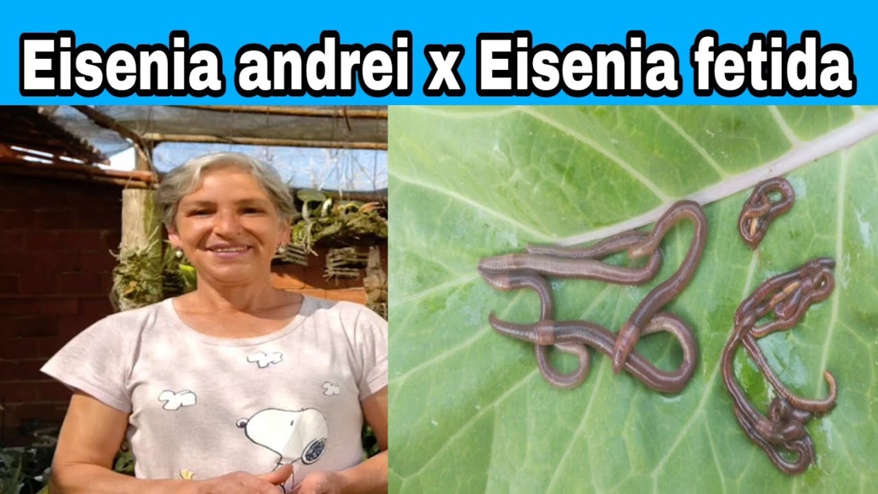 Qual é a melhor minhoca para fazer húmus/Minhocas californiana