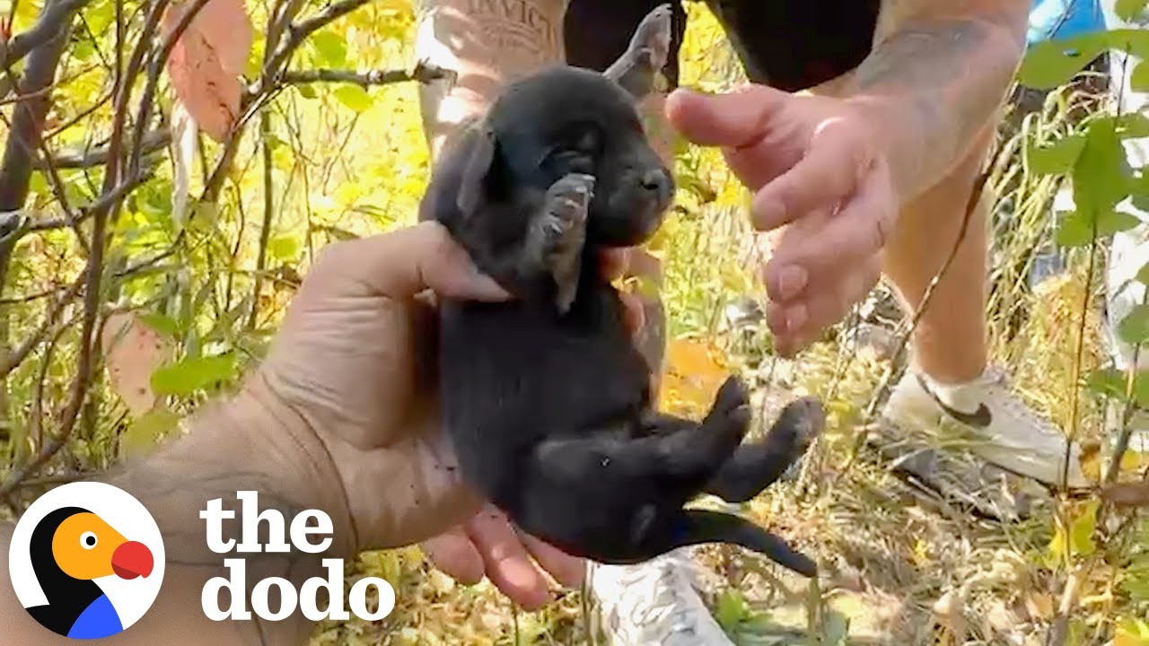 Woman Climbs In Pipe To Rescue 11 Puppies | The Dodo