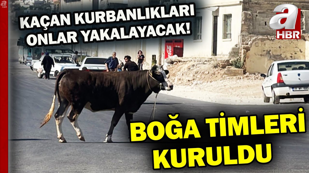 Boğa timleri görev başında! Kaçak kurbanlıklar için boğa timleri kuruldu!  | A Haber