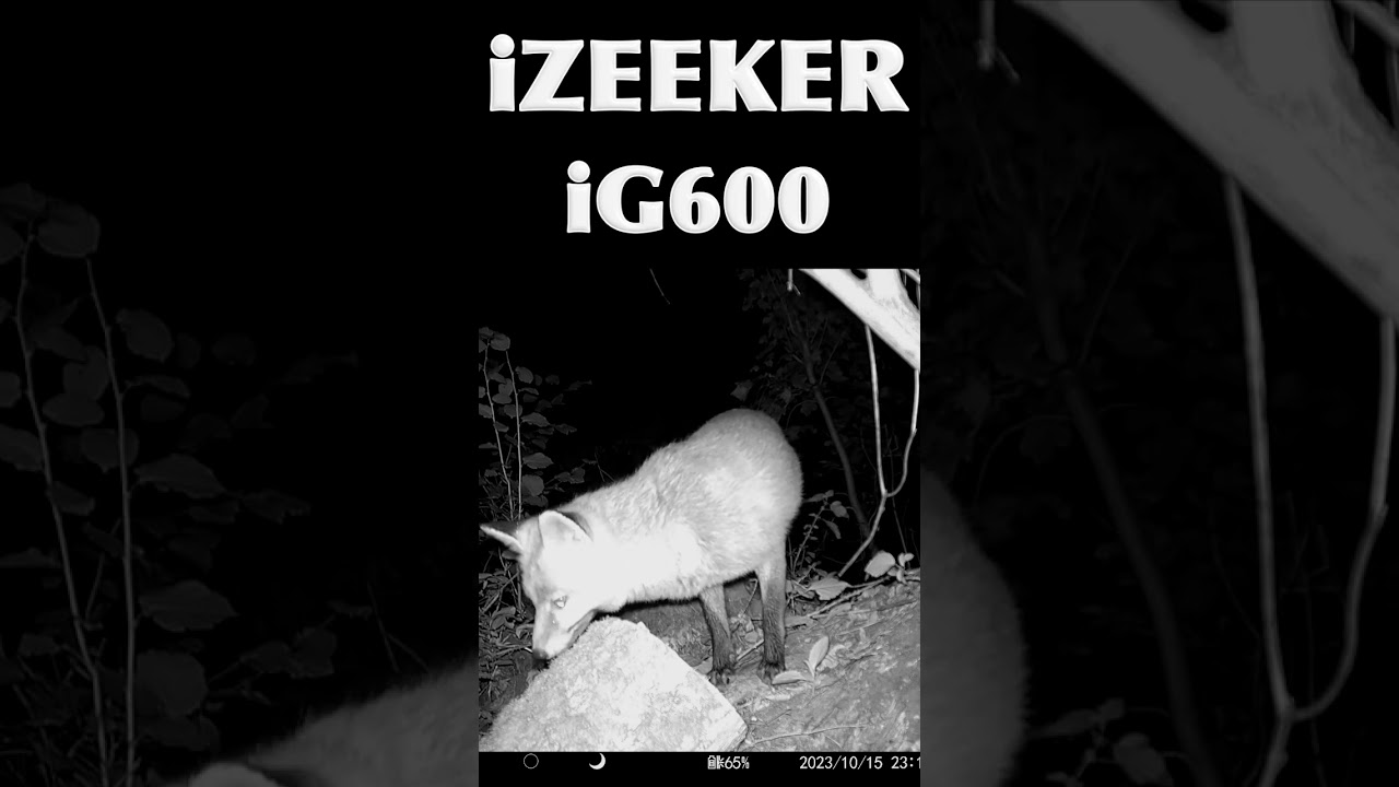 IZEEKER iG600 die beste Mittelklasse Wildkamera 2023