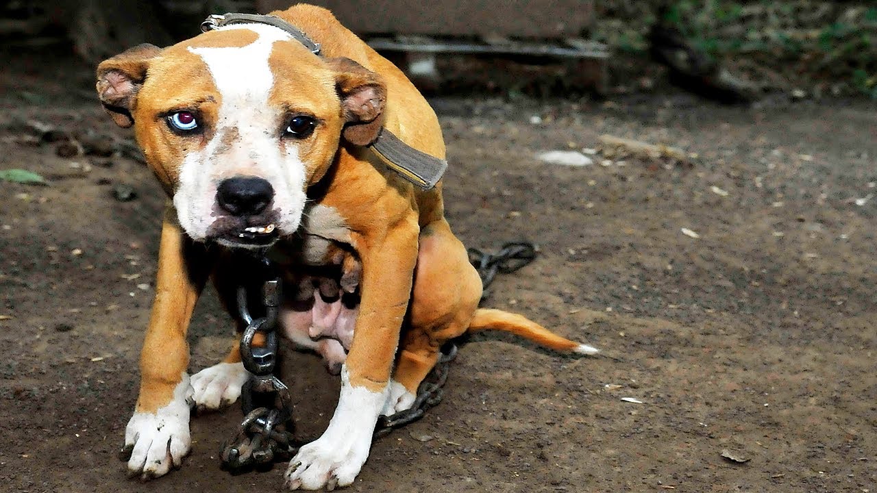 Die verr&uuml;cktesten Tierrettungen auf diesem Planeten!