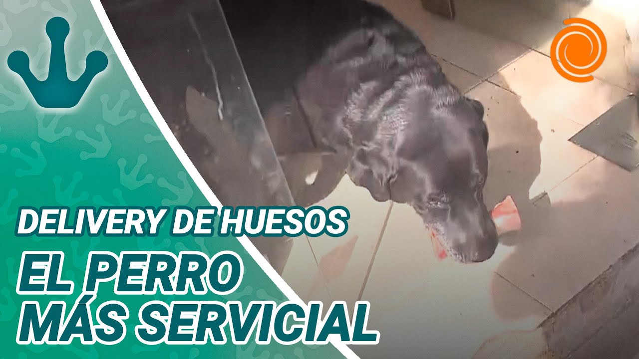 De COMPRAR criollos a huesos: Otto, el PERRO DELIVERY que ahora va a la carnicería