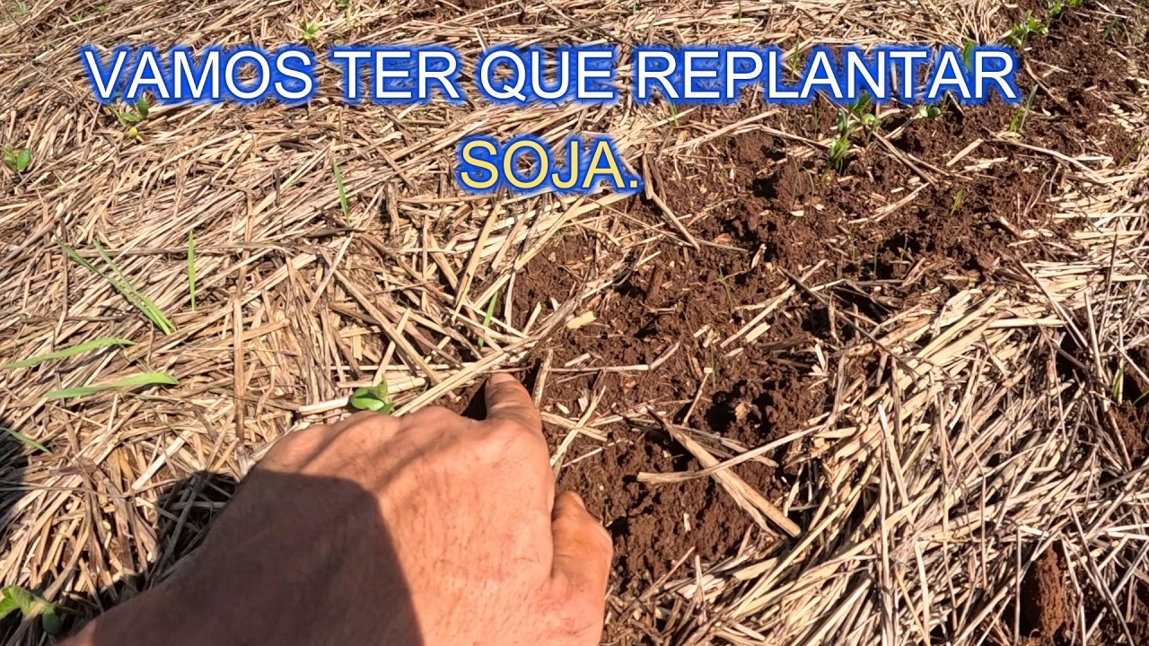 Vamos Ter Que Replantar a Soja ZEUS, Muitas Falhas.