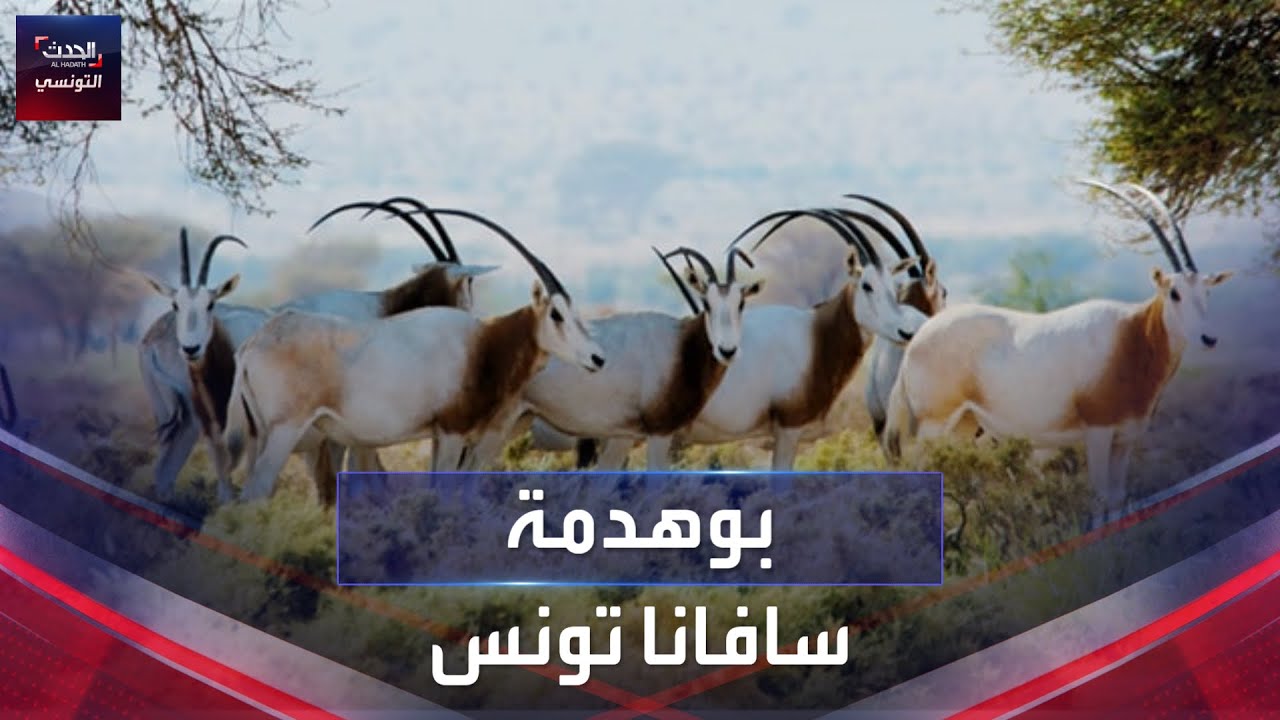 محمية بوهدمة التونسية.. مخزن ثروات نباتية وحيوانية في اَخر مناطق السافانا بشمال إفريقيا