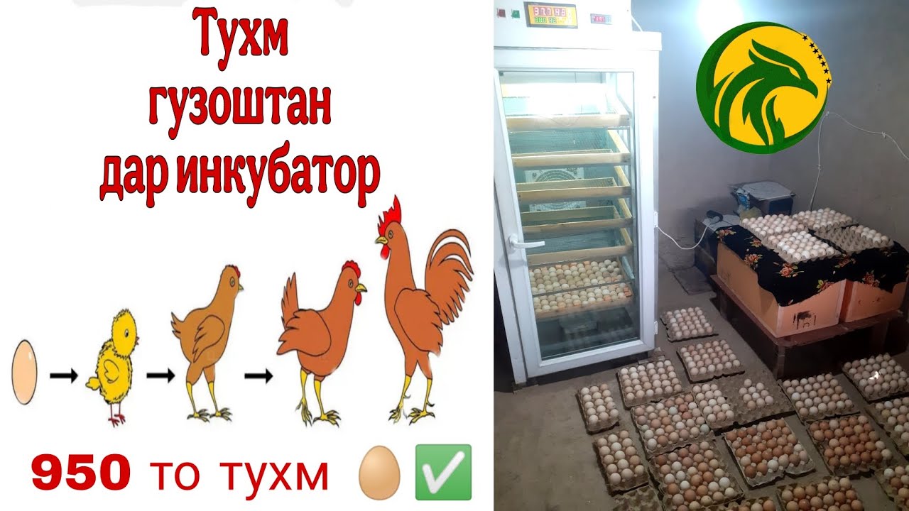 ТАРЗИ ГУЗОШТАНИ ТУХМ ДАР ИНКУБАТОР ВА ИНТИХОБИ ТУХМИ ИНКУБАСИОНИ.ЛОМАН ВА РЯБУШКА 950 ТО ТУХМ 🥚