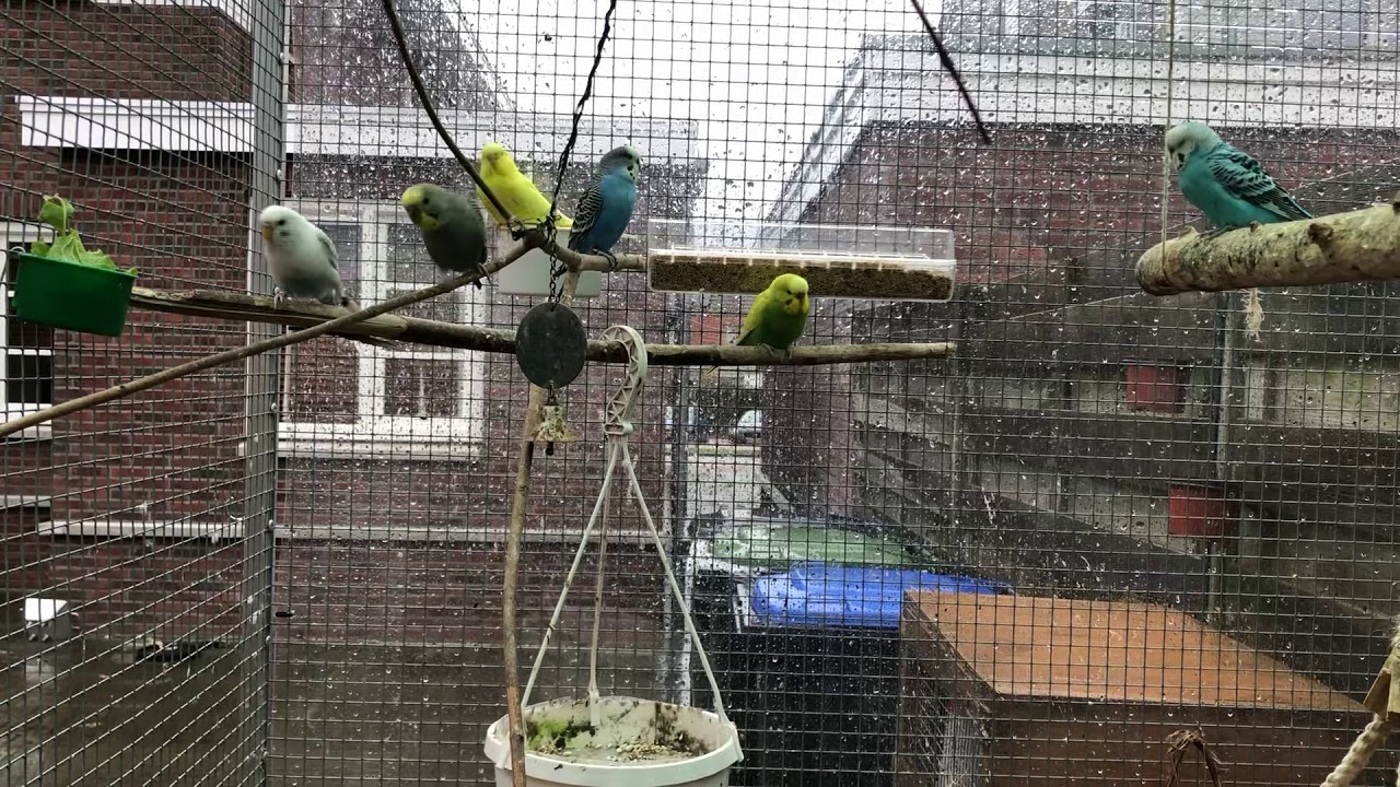 Onderzoek: diergedrag op gedomesticeerde grasparkieten - Groenvoer