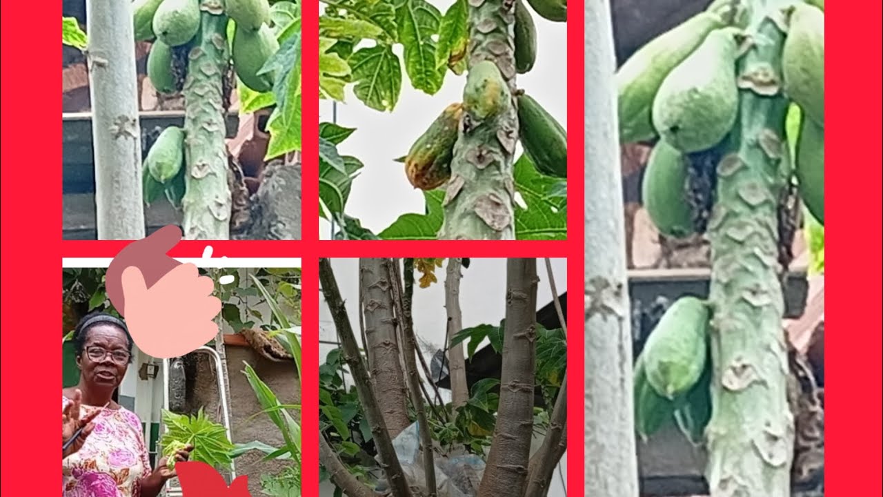 8 pés de mamão em 1. Quem conhece essa técnica? 