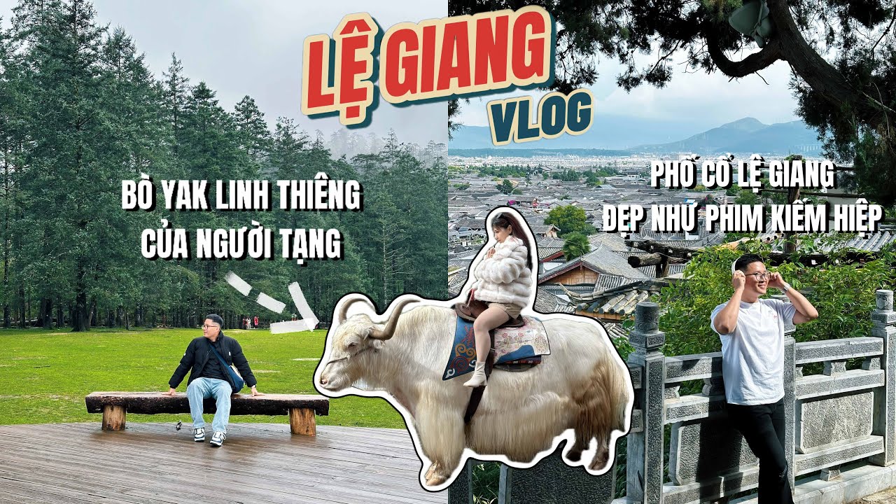 Du lịch Lệ Giang - Đi đến núi Ngọc Long để tận mắt thấy được bò Yak linh thiêng của người Tạng