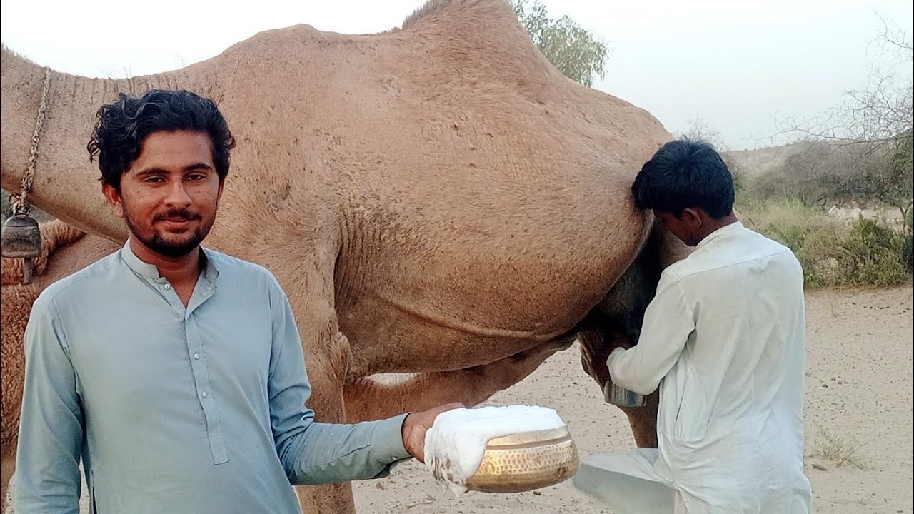 Camel ful mode men😘