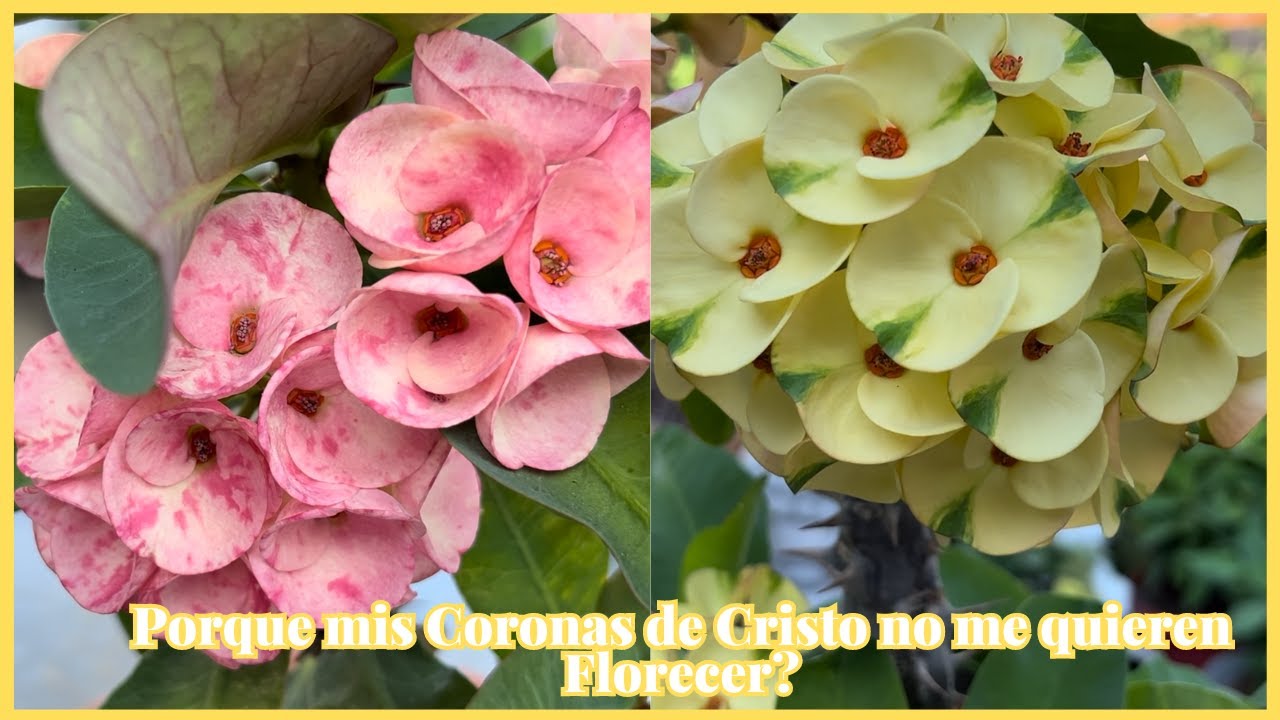 Porque mis Coronas de Cristo no me quieren Florecer?