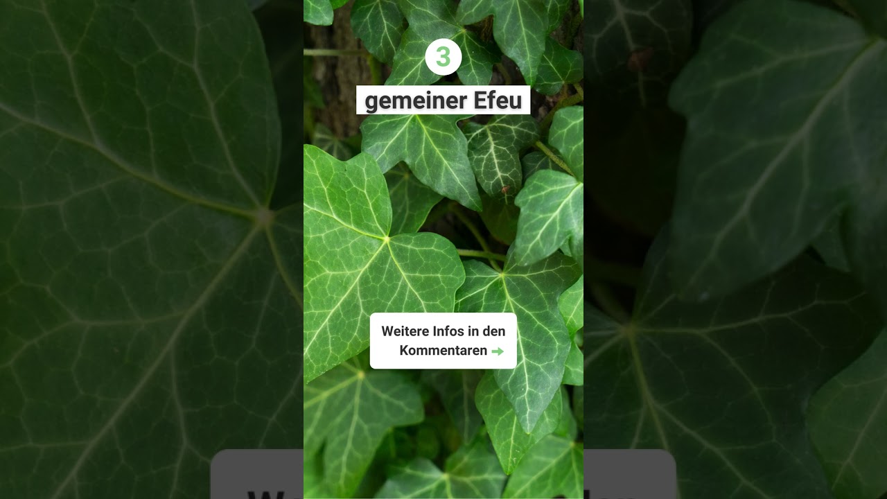 9 schnellwachsende Bodendecker f&uuml;r den Garten
