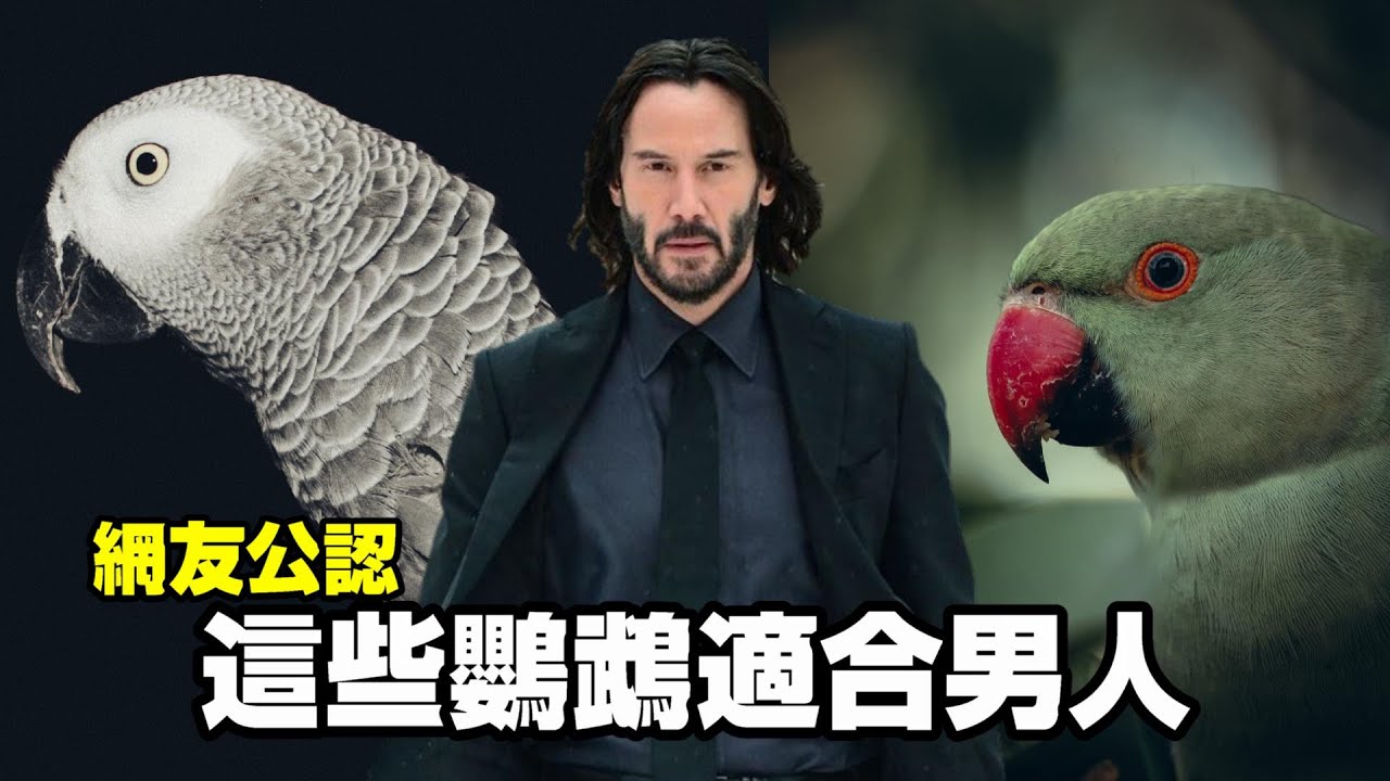 男人最愛的幾種鸚鵡!有了牠們就不需要女友?! | 精鵡瘋雲
