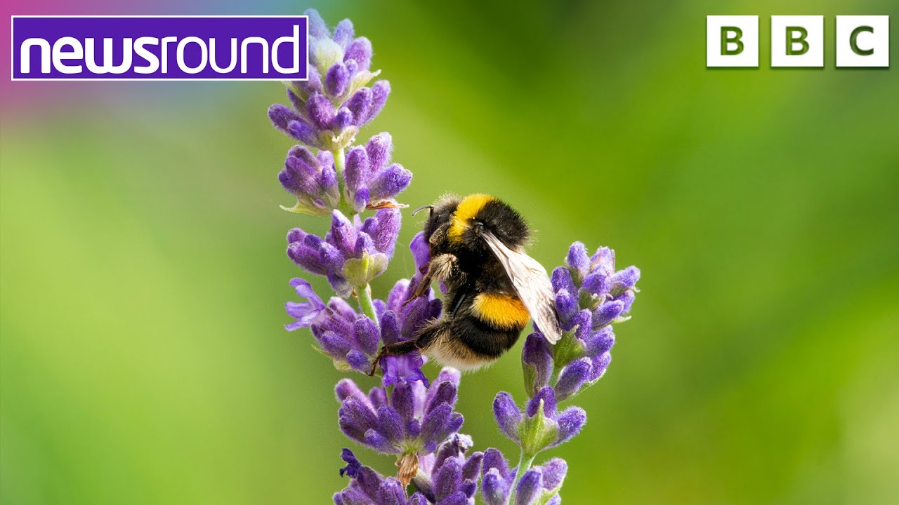 What's the buzz about bees? Why are they so important? | Newsround