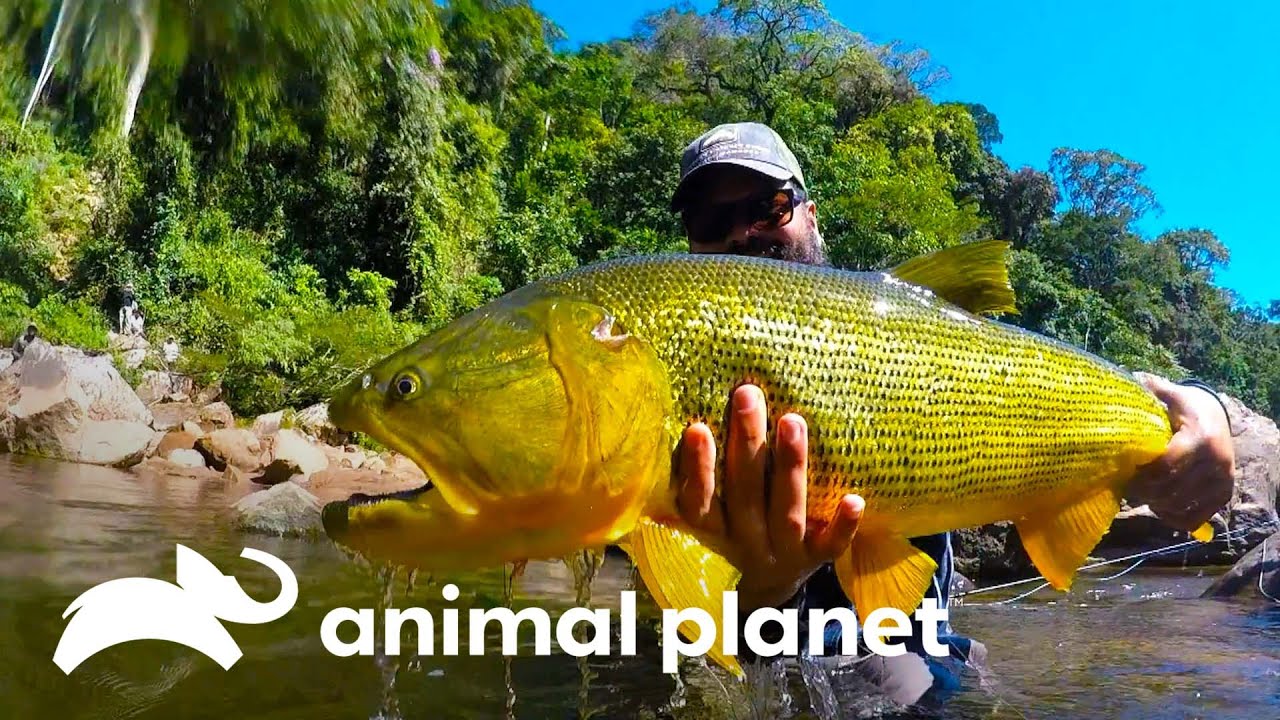 Aventureros consiguen atrapar al pez Dorado | Pescadores al límite | Animal Planet