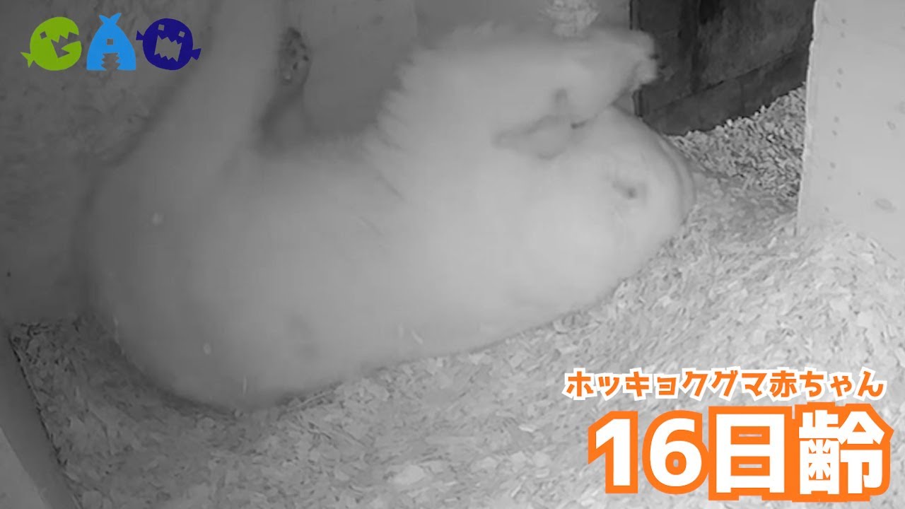 【16日目】ホッキョクグマ成長記録10