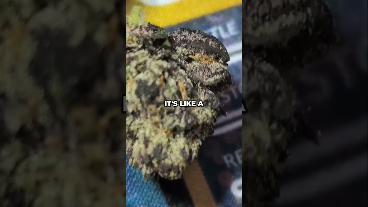 Han Solo Hash Plant: Cannabis Family Tree & Burger Dynasty!