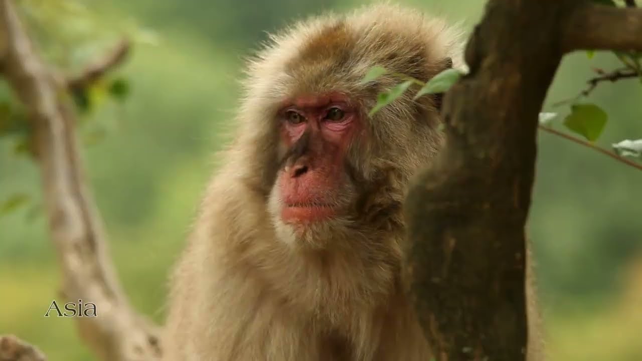 Discover Asian Animals in Stunning 4K Video! Top 50 Animals Reveal